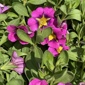 Our Most Popular Annuals Garden Blog Weston Nurseries