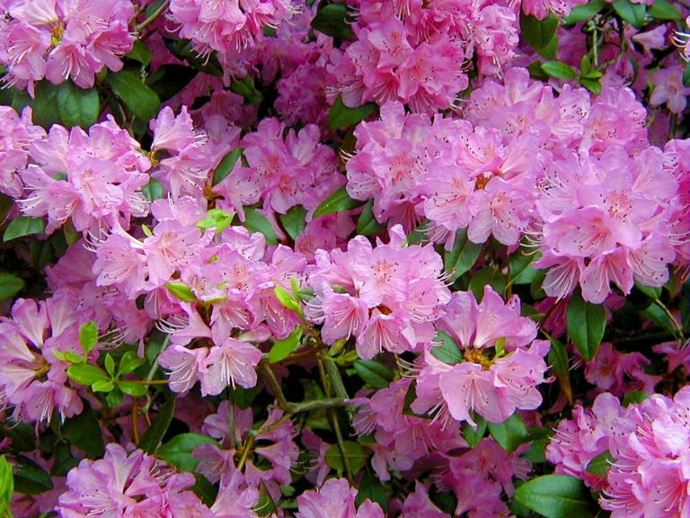 The Rhododendron ‘PJM’ - Weston Nurseries