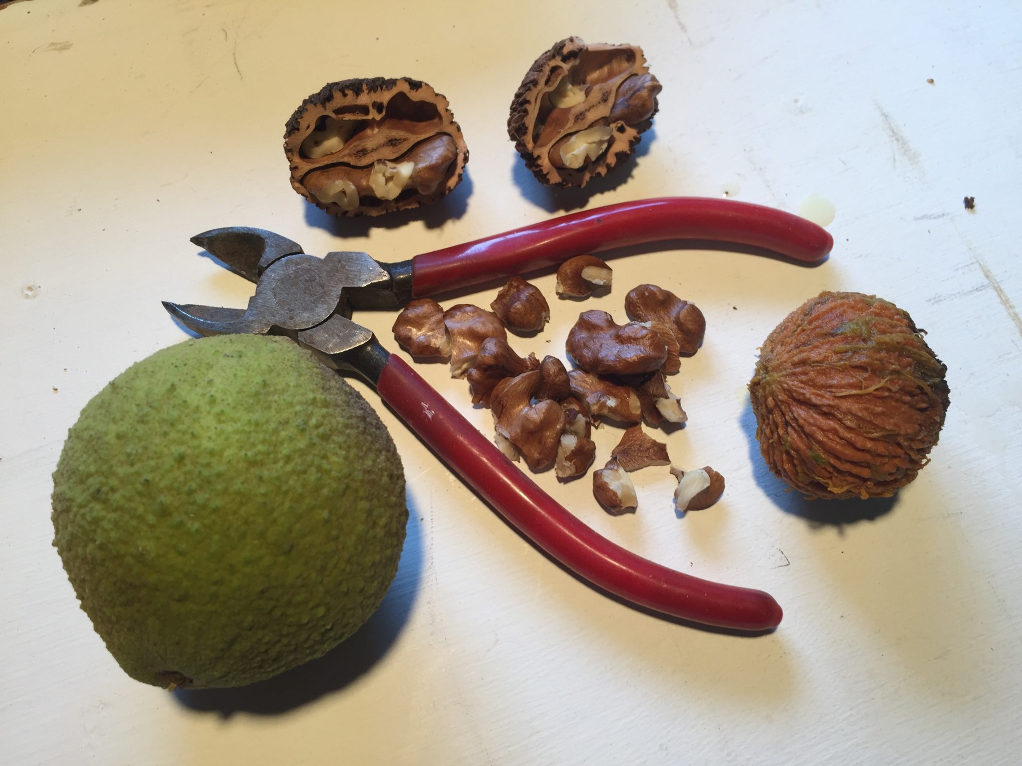 black walnut seedlings michigan