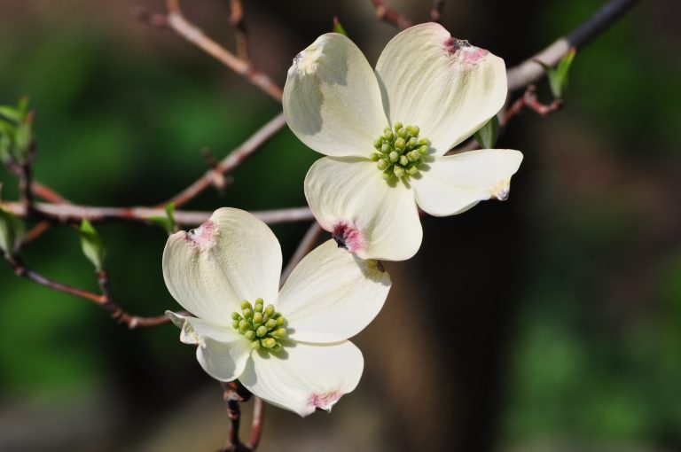 Flowering Dogwood: The Essence of Spring - Weston Nurseries