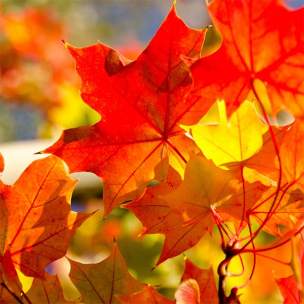 Red Fall Maple Leaf Picture