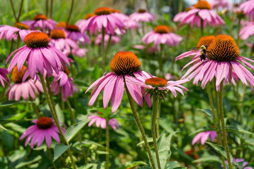Pink purple cone flowers, echinacea, native perennials, pollinator, attracts birds, gold finches and butterflies