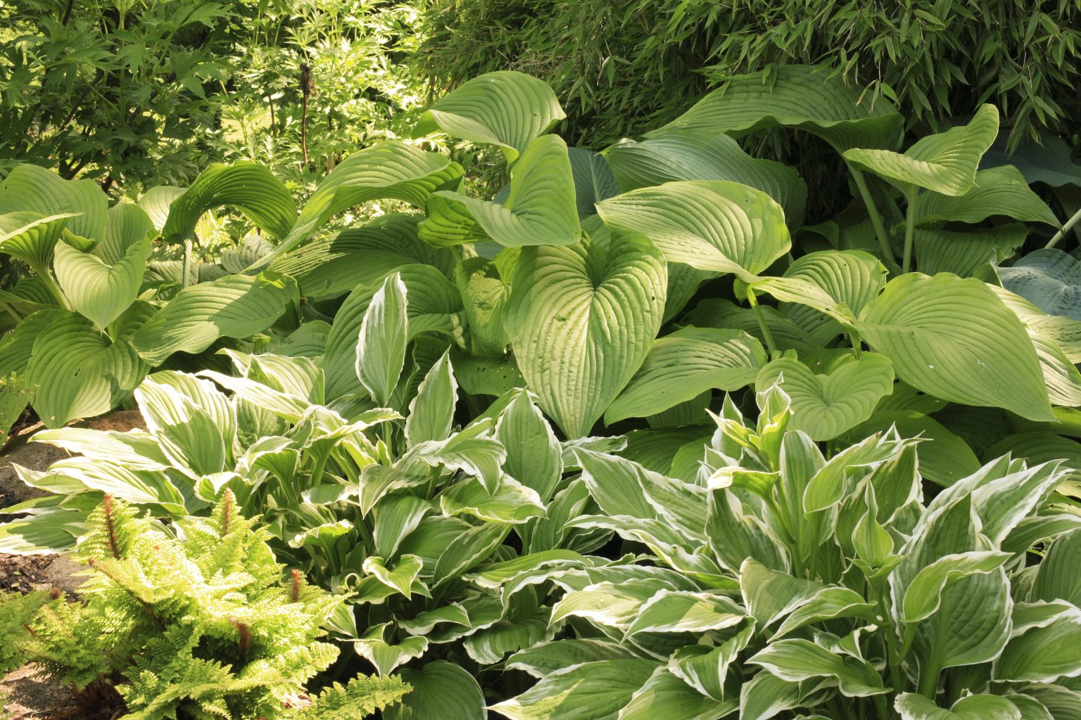 Hosta - Weston Nurseries