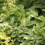 Hosta Guideline
