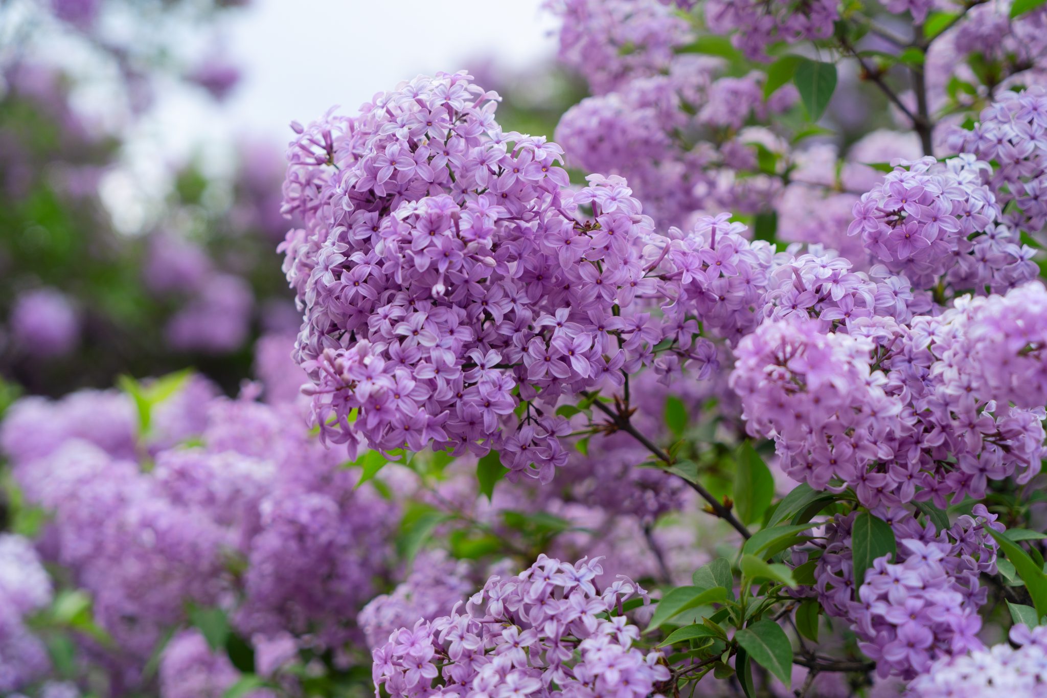 A Rule of Thumb for When to Prune Deciduous Flowering Shrubs | Blog ...