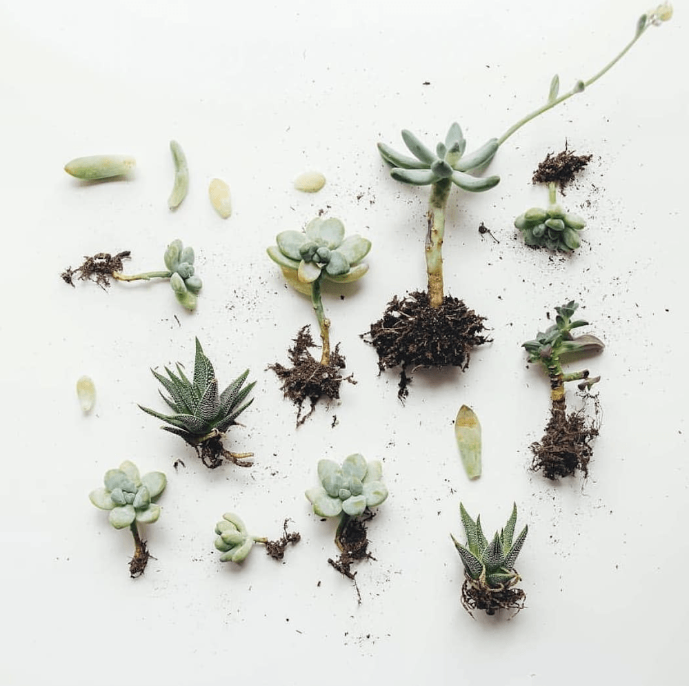 Succulent starts at a recent plant swap organized by horticulturalist Sarah Scott of Botanic Creative in Victoria, Canada. See more in Plant Swaps: The New Sharing Economy.