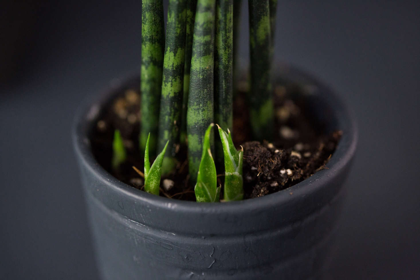 A snake plant (Sansevieria) sprouts offshoots. Photograph by Mimi Giboin. For more, see Dressed to Kill: 7 Haunted Houseplants for Halloween.