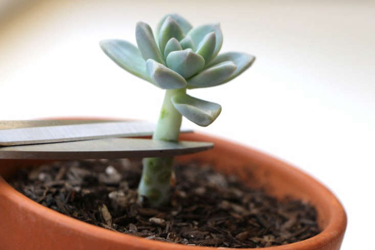 Photograph courtesy of Needles and Leaves. For more, see DIY: How to Root Succulents.