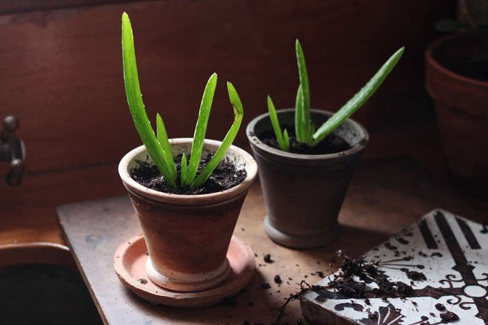 See more at How to Care for Aloe Vera, the Plant of Immortality. Photograph by Justine Hand.