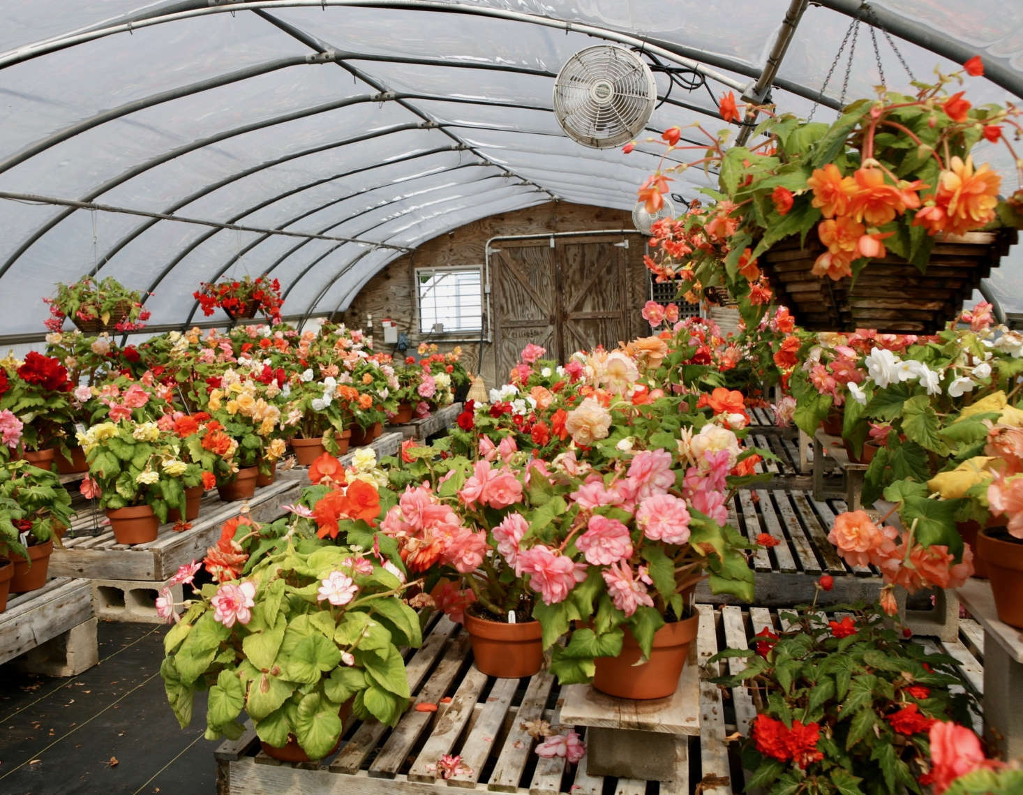 Begonias under propagation at White Flower Farm. See growing tips for begonias in Gardening data-src=