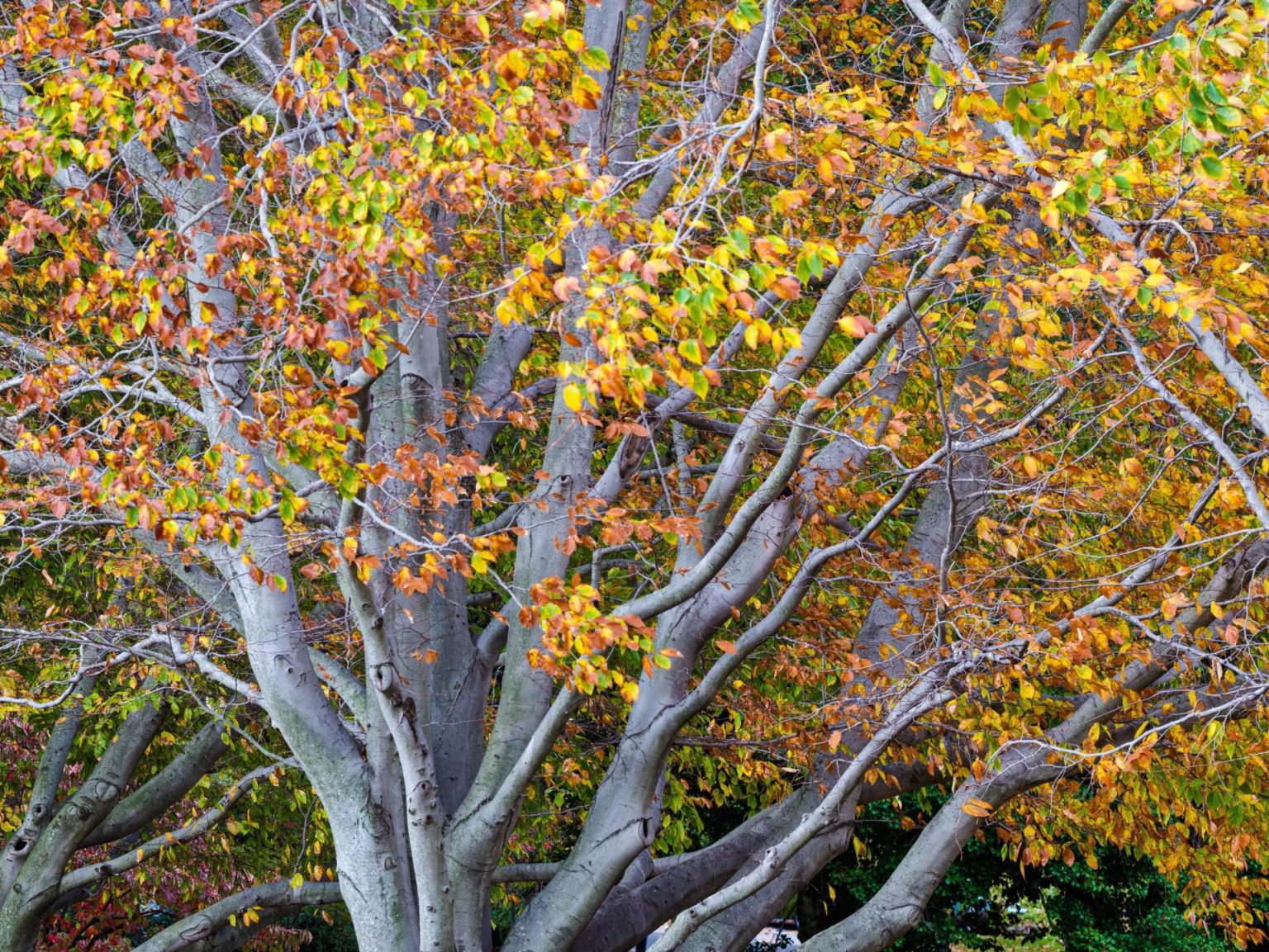 The American Beech Tree - Weston Nurseries