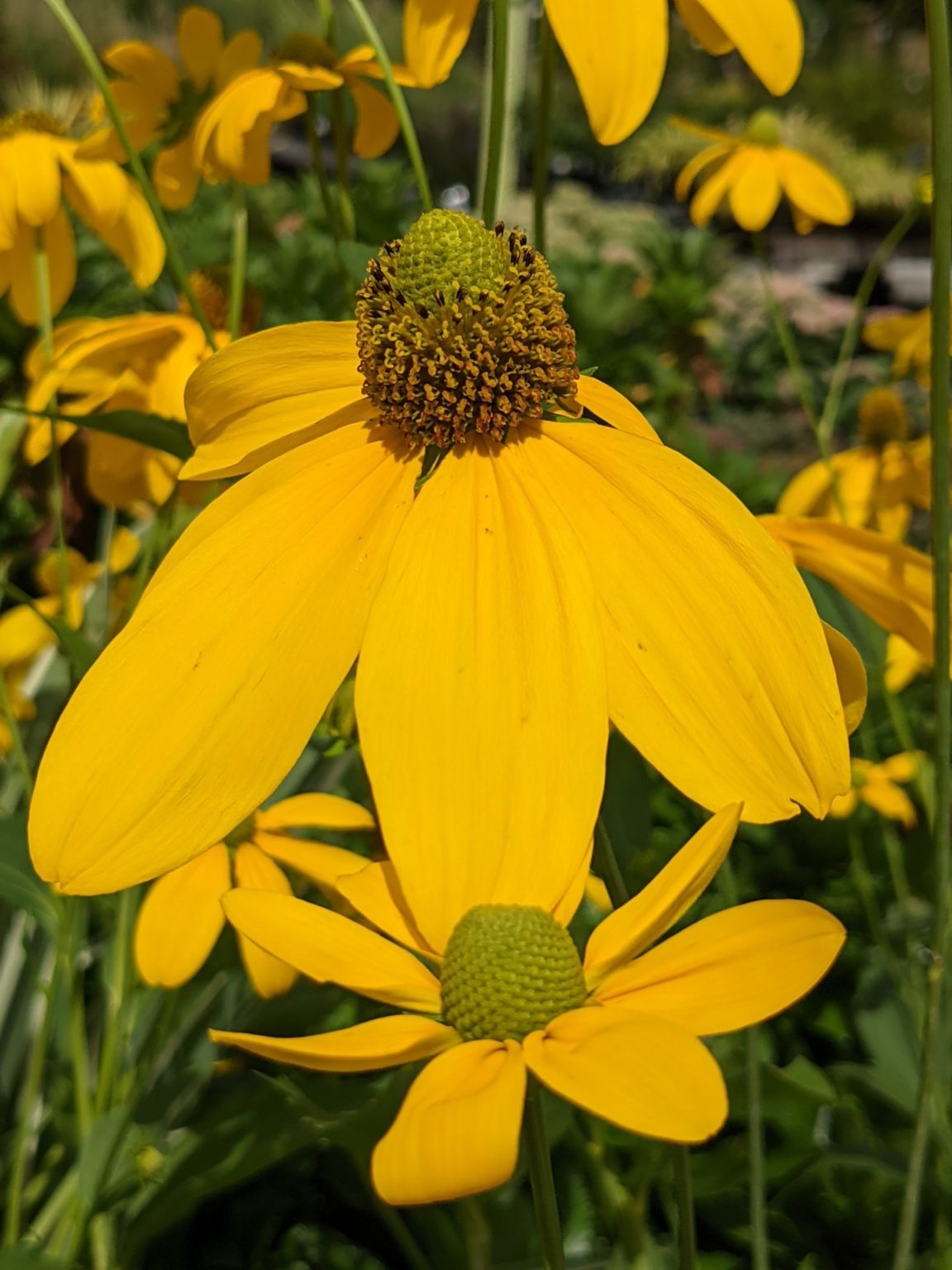 Varieties of Rudbeckia - Weston Nurseries