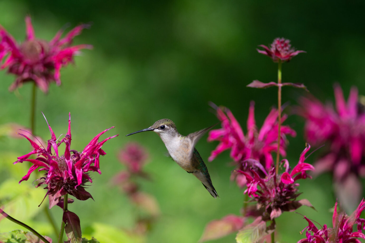 Native Garden Design: Hummingbirds - Weston Nurseries