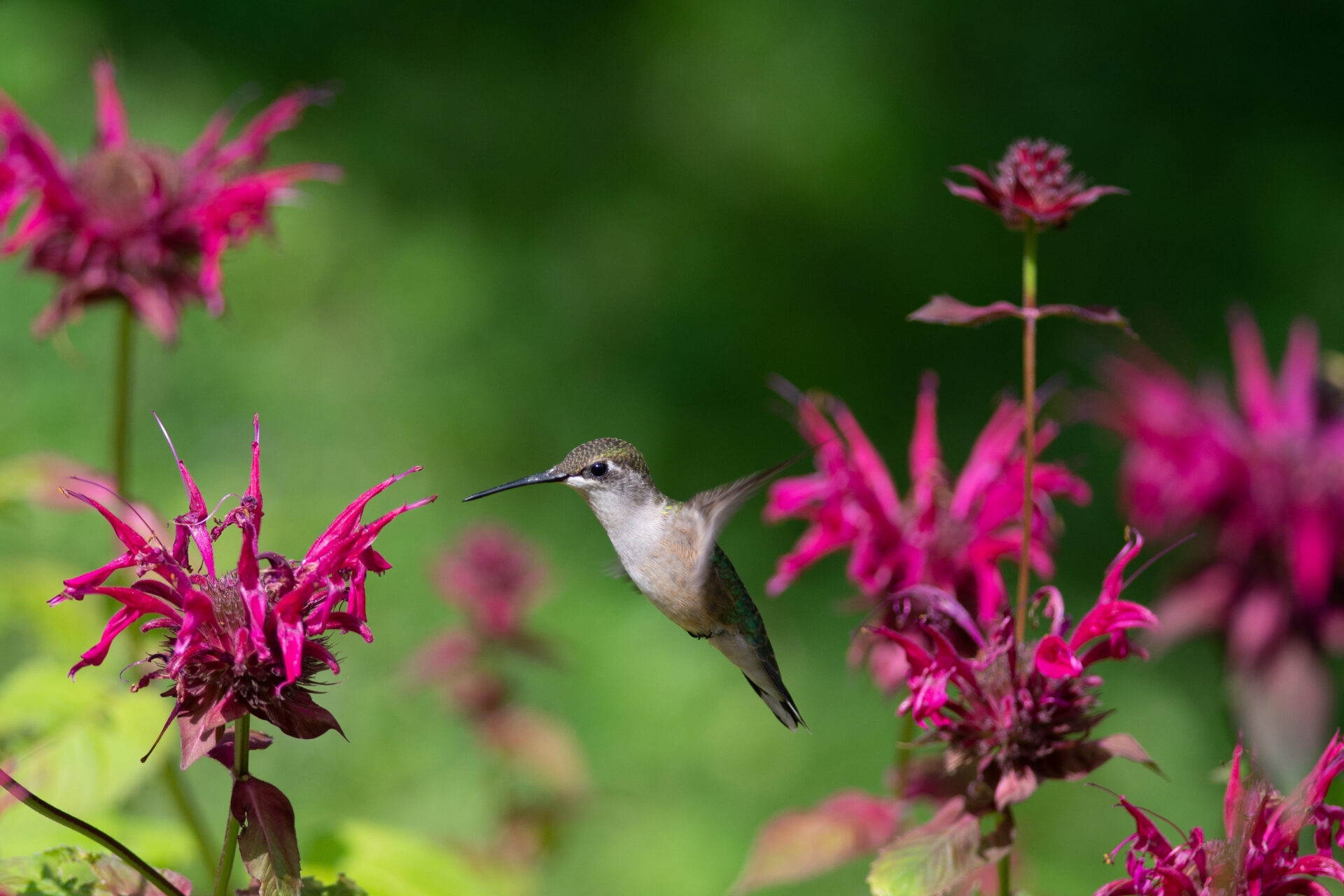 hummingbird garden design
