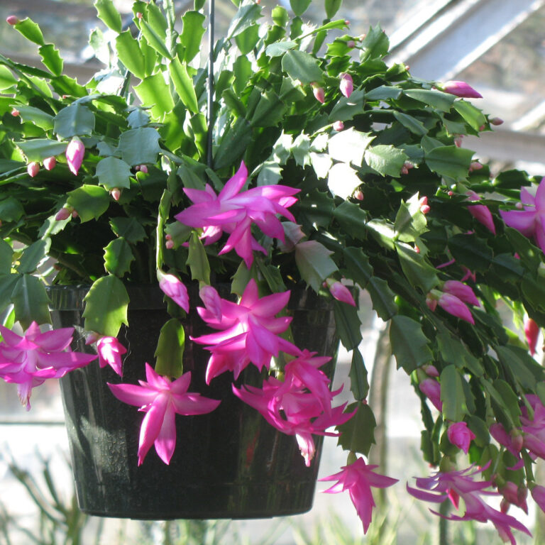 Christmas Cactus Weston Nurseries 4257