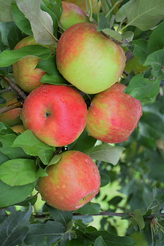 Honeycrisp Apples on Tree