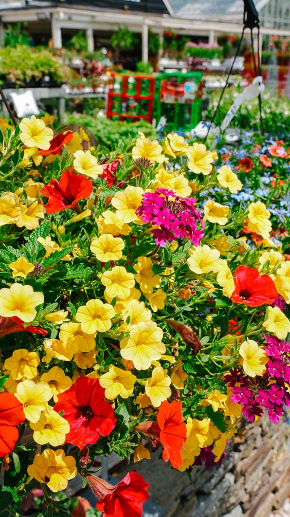 Red and Yellow flowers in hanging baskets