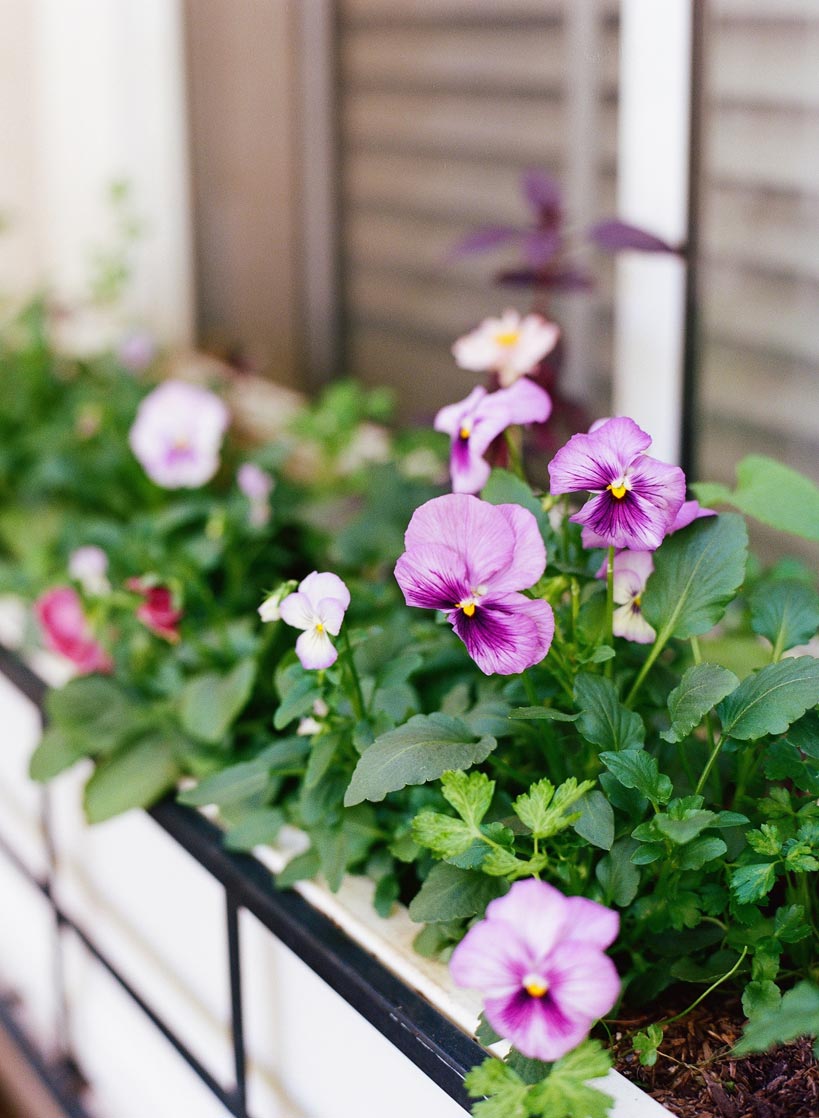 Window Boxes