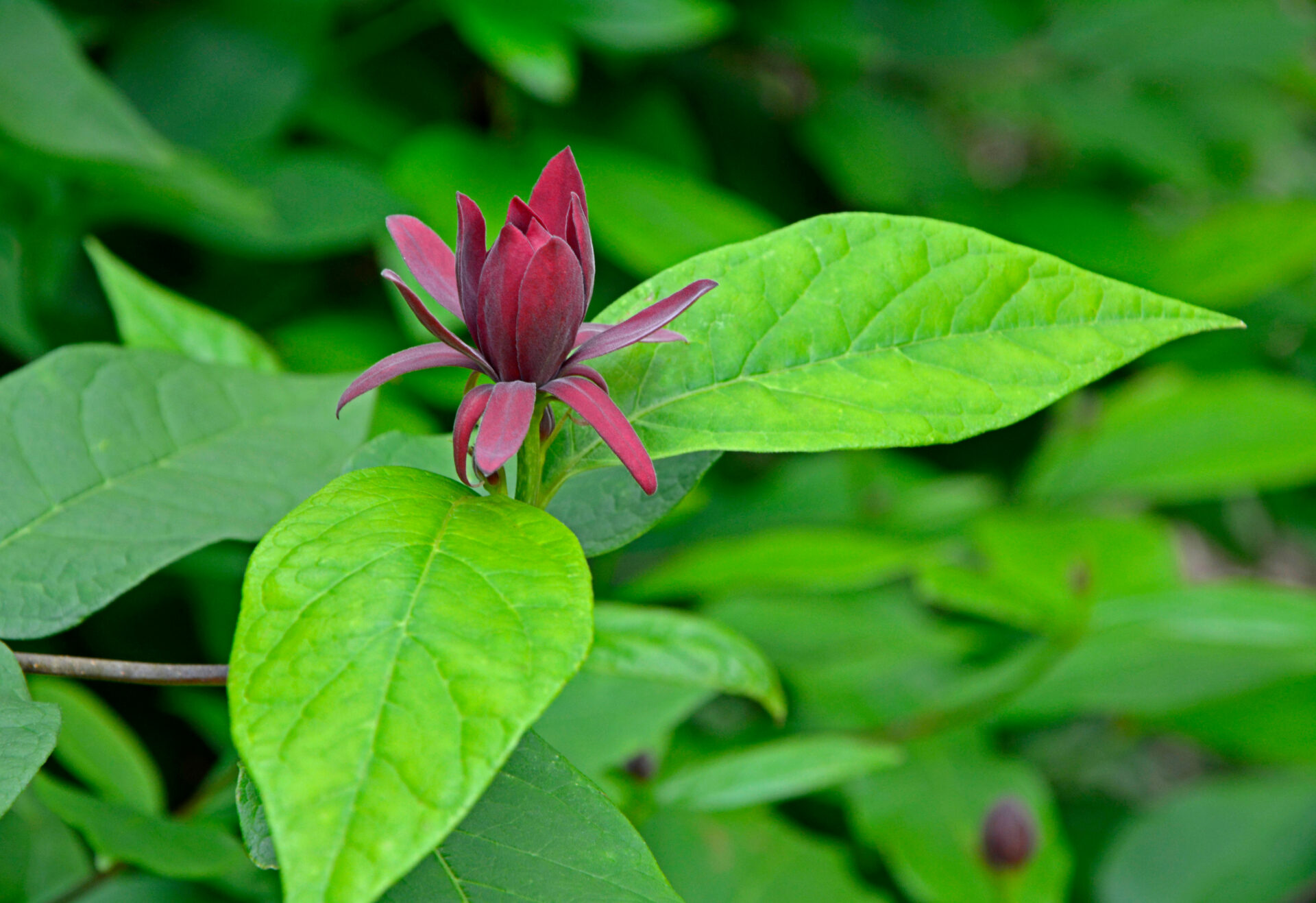 Deciduous Shrubs