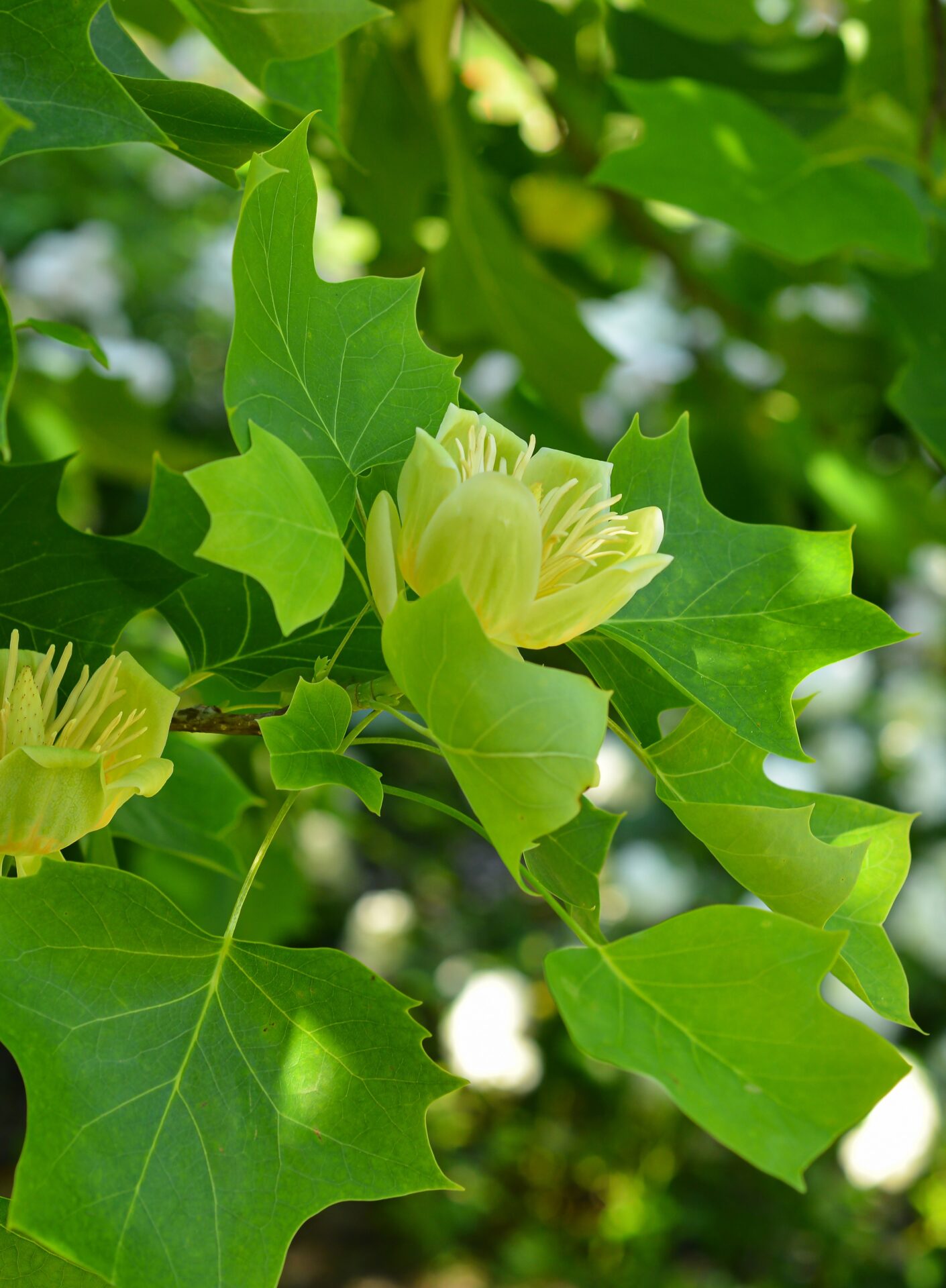 Deciduous Trees