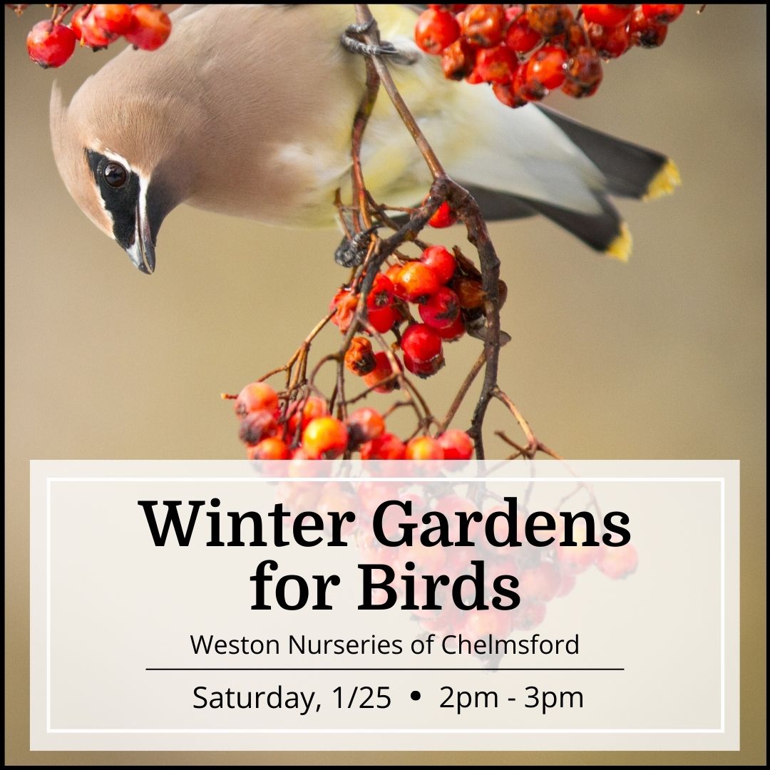 Winter Gardens for Birds