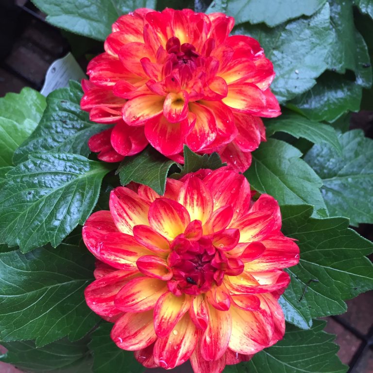 Dahlias