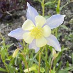 All About Aquilegia