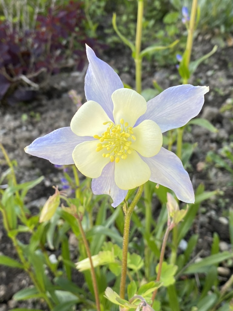 All About Aquilegia