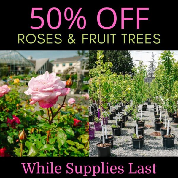 50 OFF ROSES AND FRUIT TREES