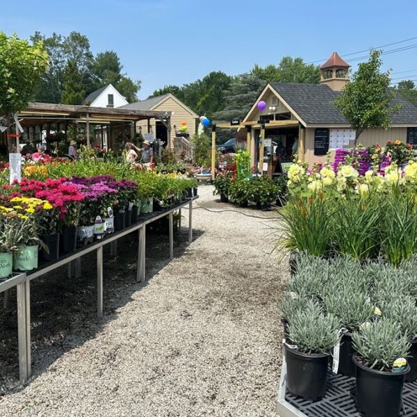 Walking through the flower yard at Weston Nurseries of Hingham